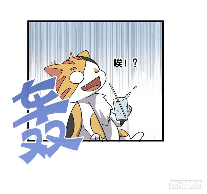 13.猫老大16