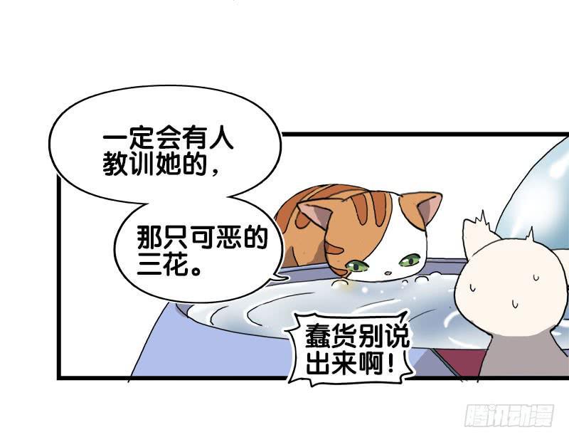 13.猫老大3