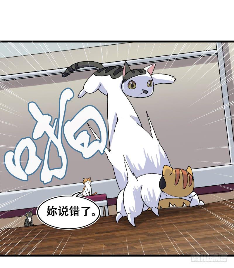 13.猫老大51