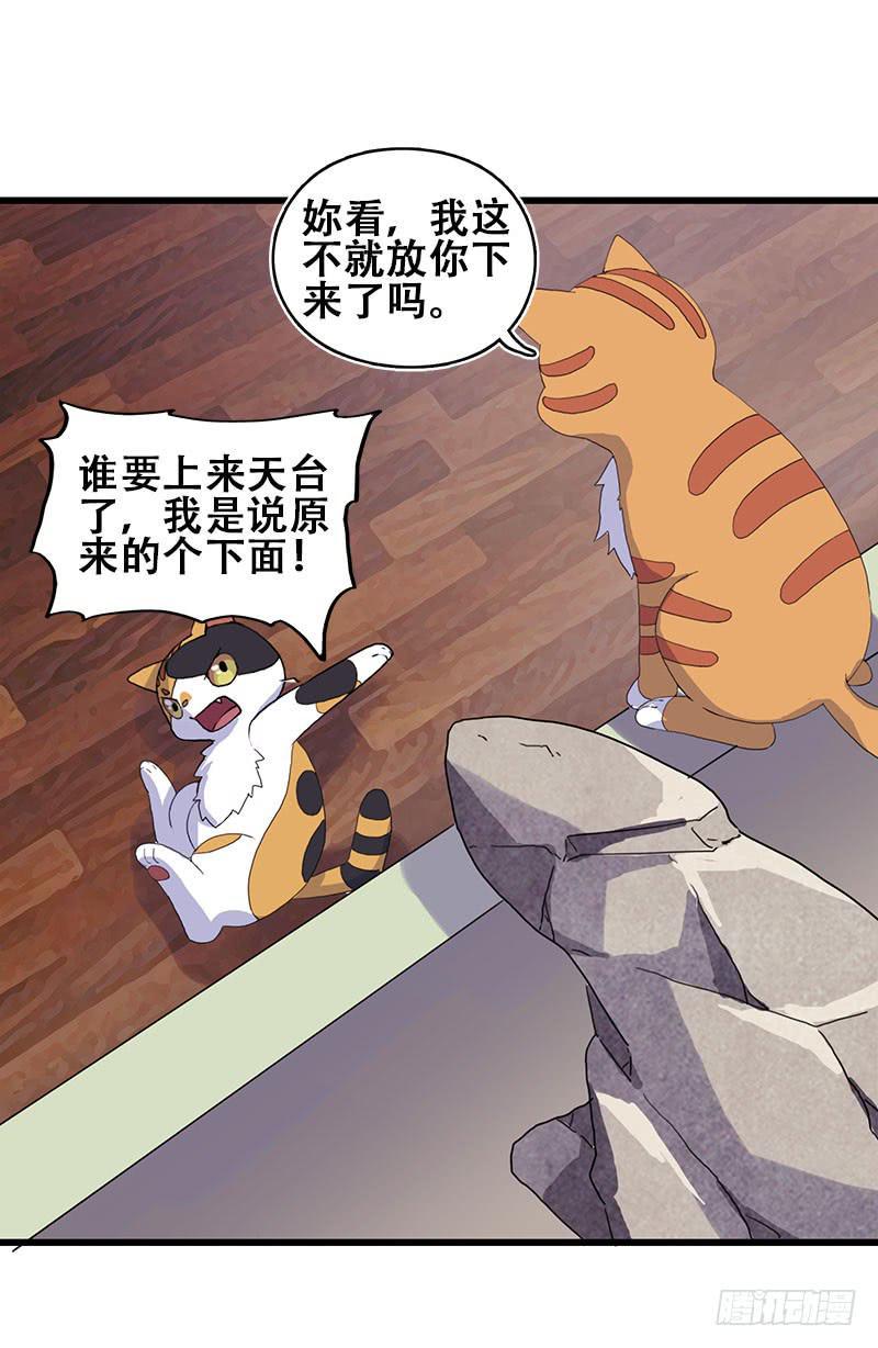13.猫老大30