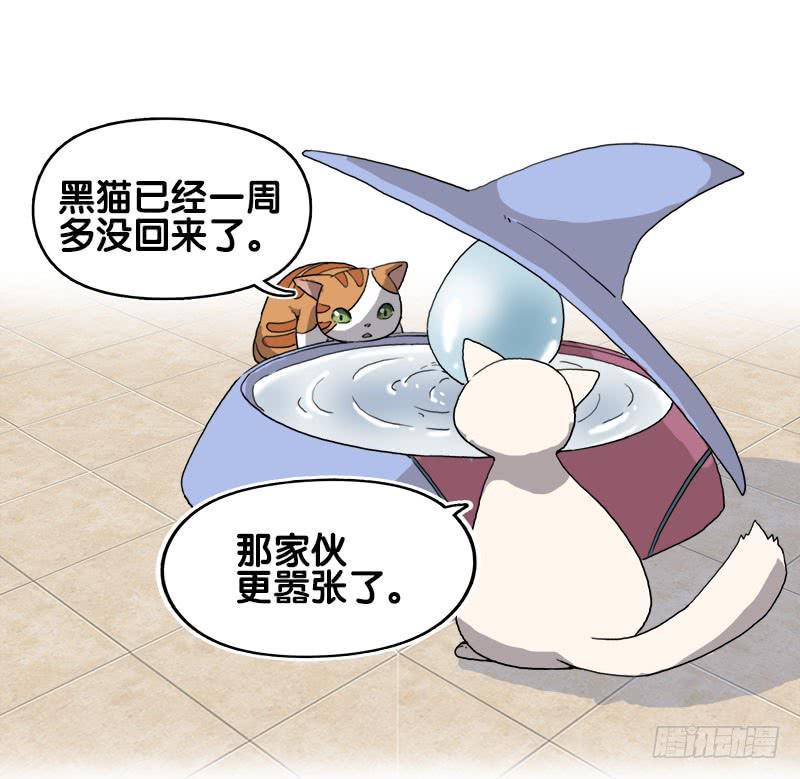 13.猫老大2