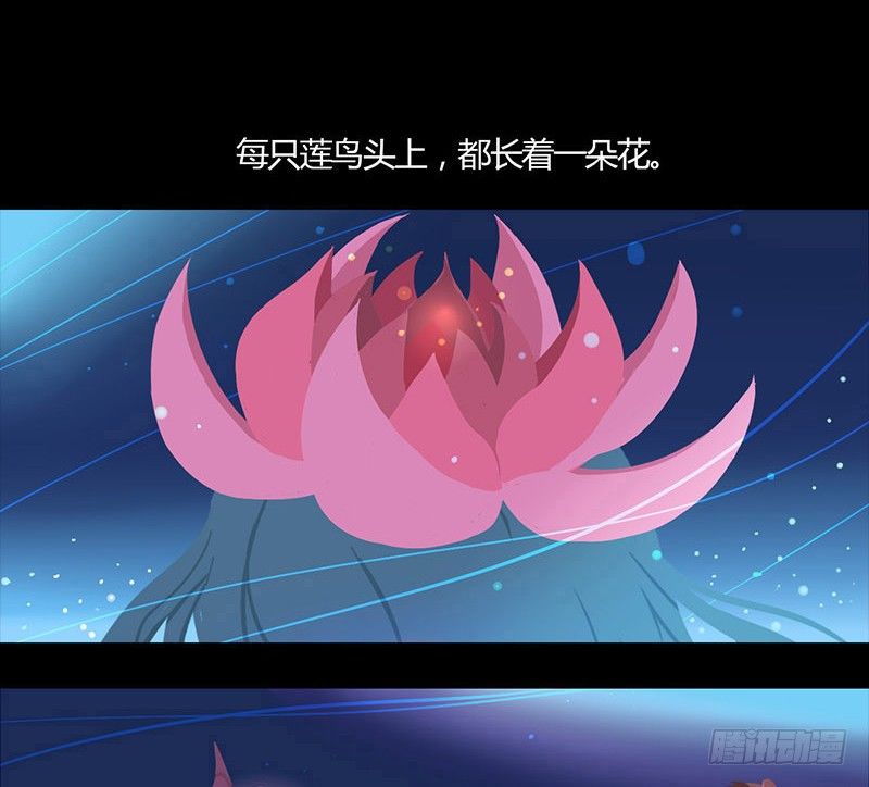 睡莲1