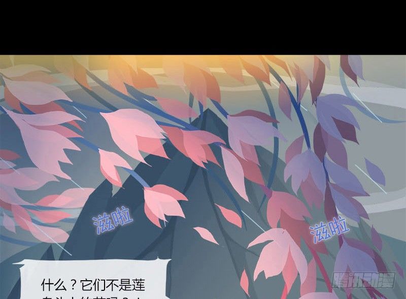 共生莲14