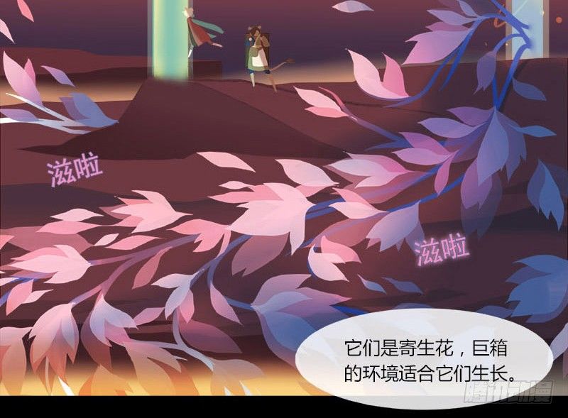 共生莲13