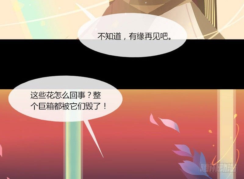 共生莲12