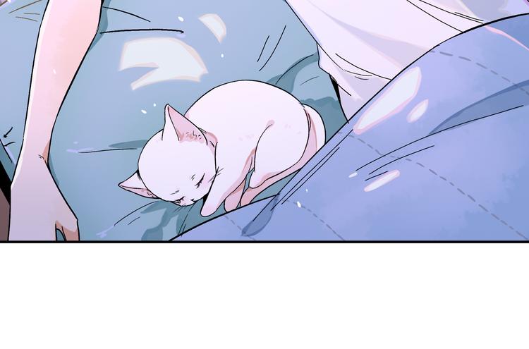 被猫碰瓷了64