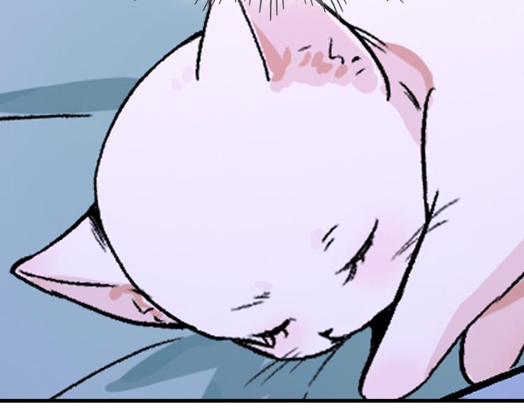 被猫碰瓷了66
