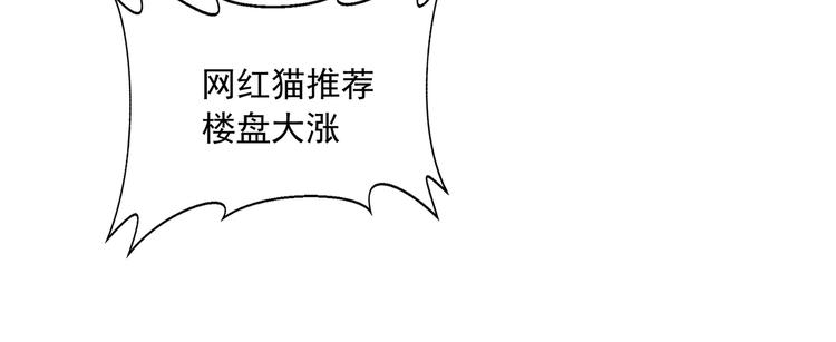 网红猫7