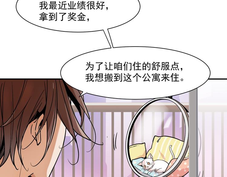 网红猫33