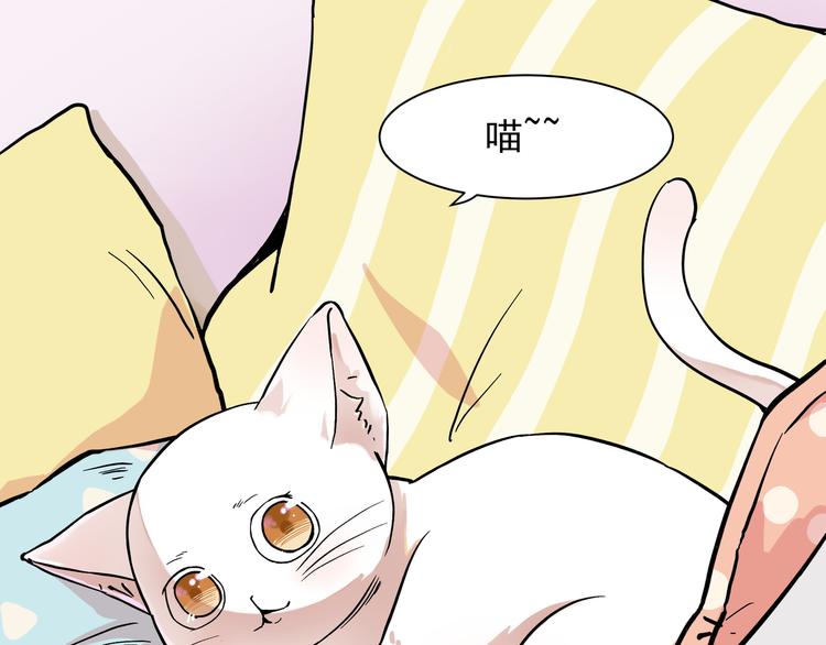 网红猫36