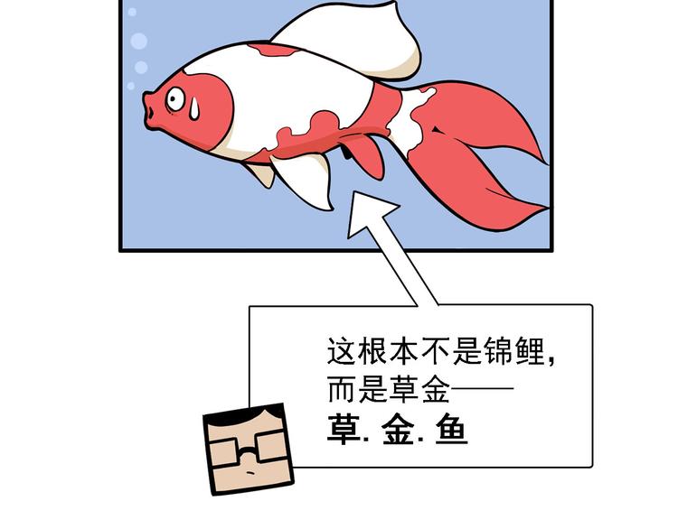 第2碗 锦鲤24