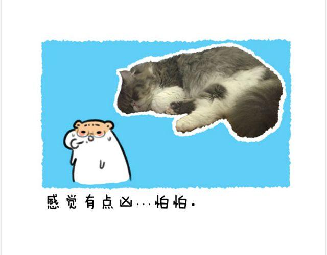 第20话 呆逼与猫9