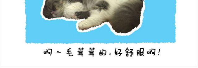 第20话 呆逼与猫13
