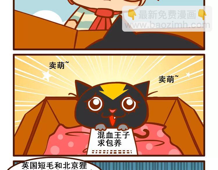 养猫记17