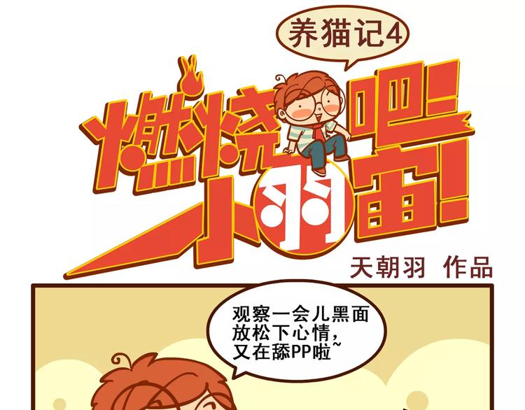 养猫记40