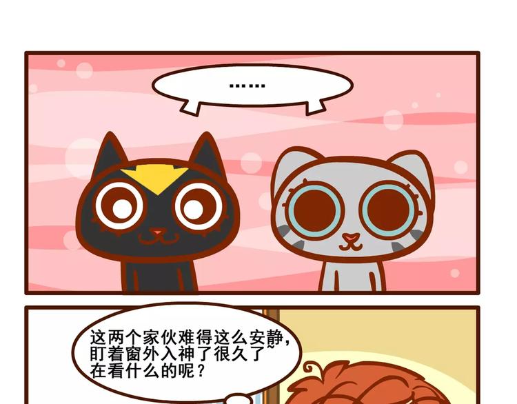 养猫记53