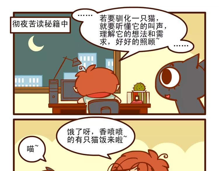 训猫记15