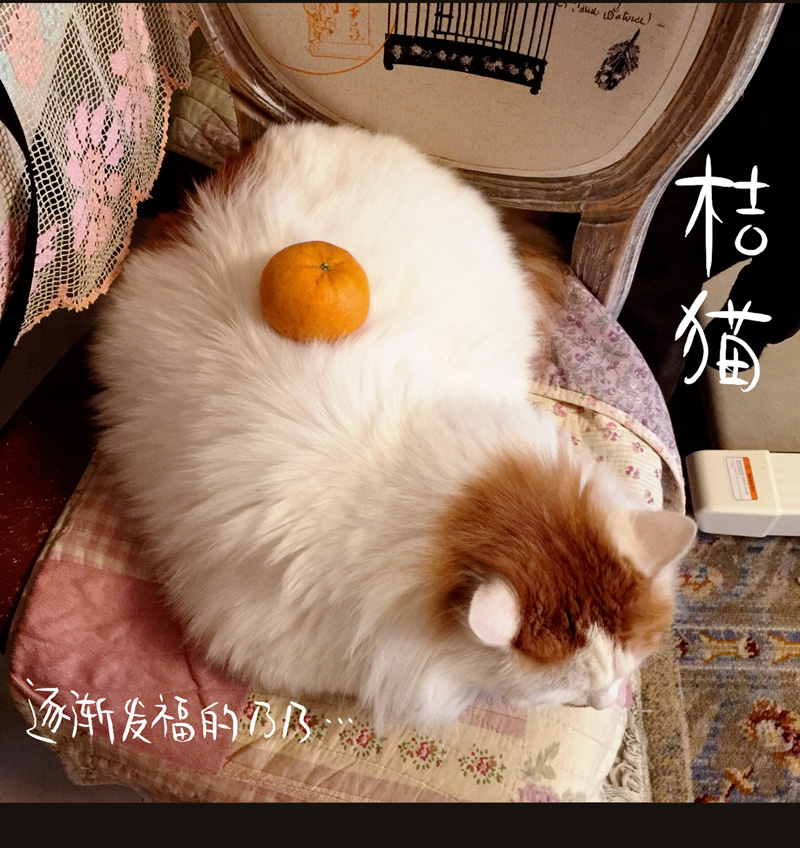 荒村直播（4）28