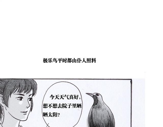 极乐鸟33