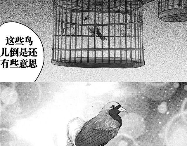 极乐鸟3