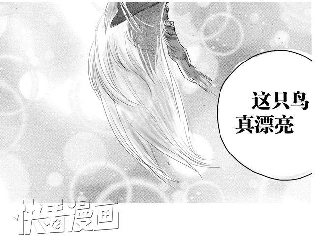 极乐鸟4