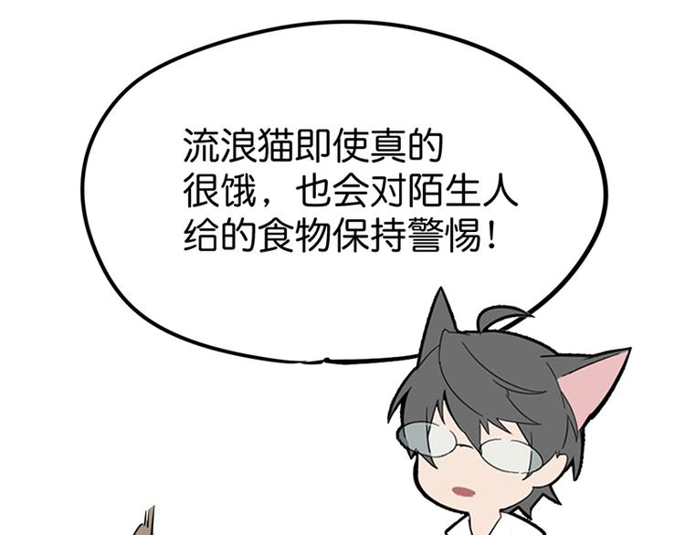 第七话如何区分流浪猫与走失家猫27