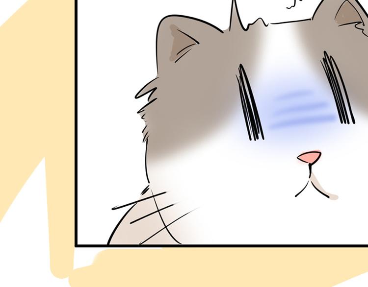 第七话如何区分流浪猫与走失家猫56