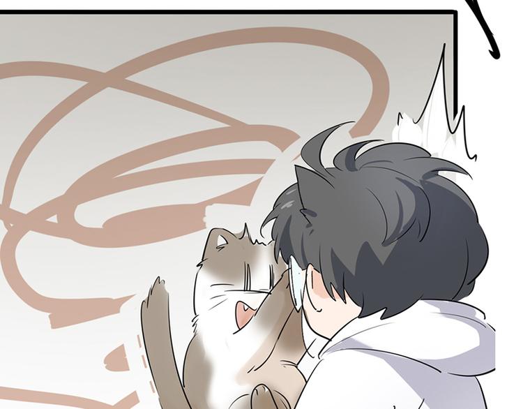 第七话如何区分流浪猫与走失家猫60