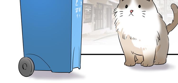 第七话如何区分流浪猫与走失家猫4