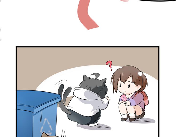 第七话如何区分流浪猫与走失家猫32