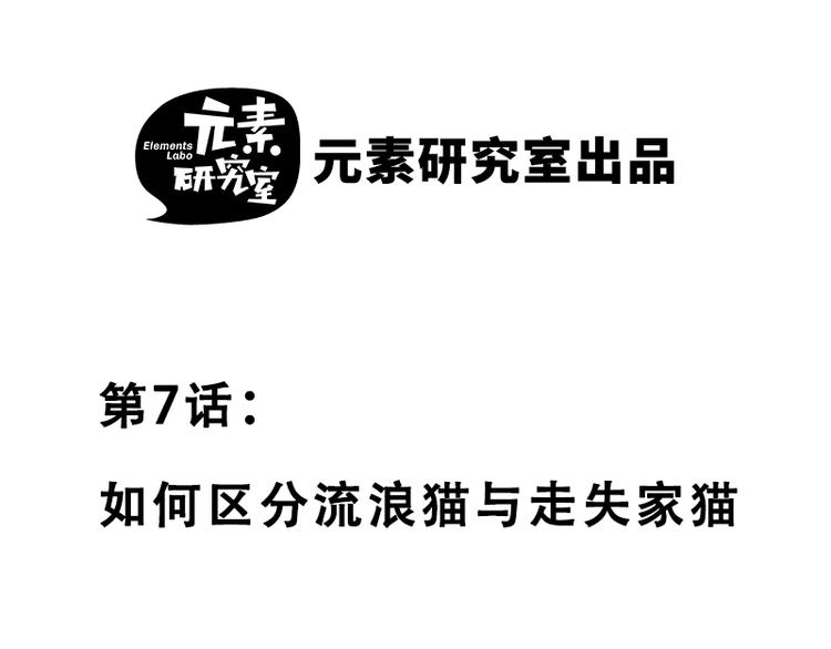 第七话如何区分流浪猫与走失家猫1