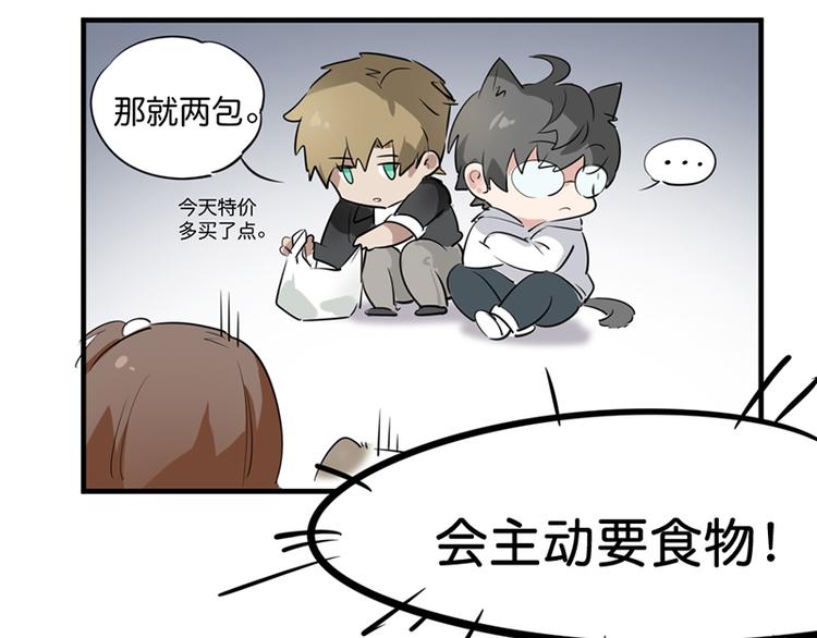 第七话如何区分流浪猫与走失家猫75