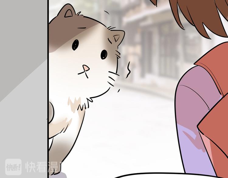 第七话如何区分流浪猫与走失家猫42