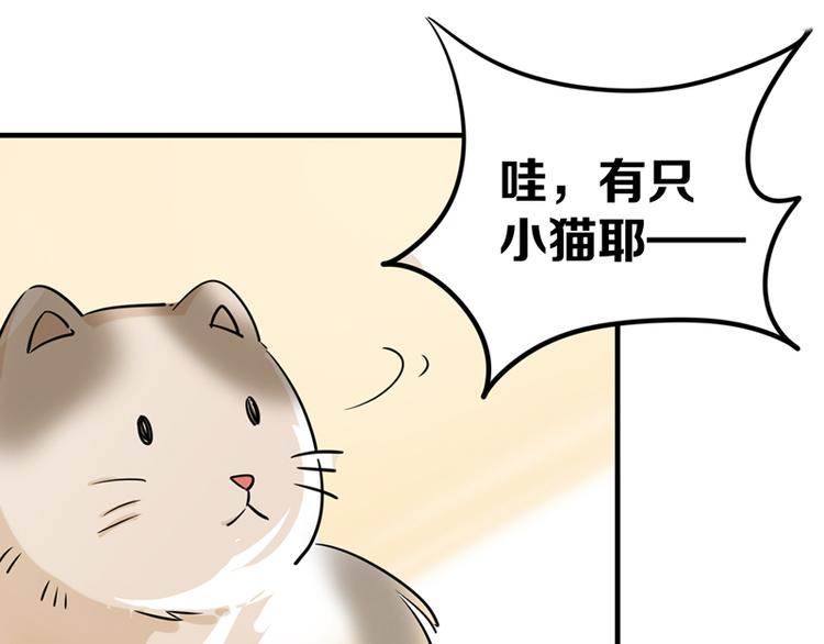 第七话如何区分流浪猫与走失家猫5