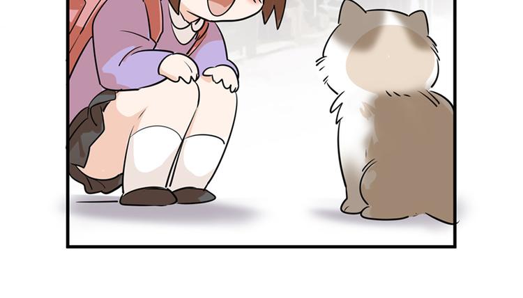 第七话如何区分流浪猫与走失家猫8