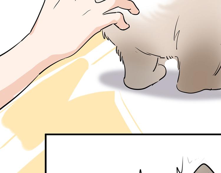 第七话如何区分流浪猫与走失家猫55