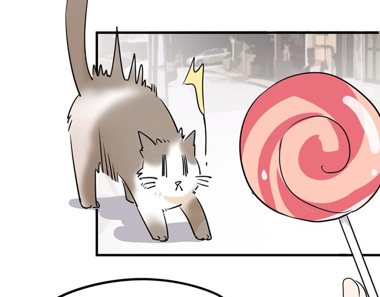 第七话如何区分流浪猫与走失家猫29