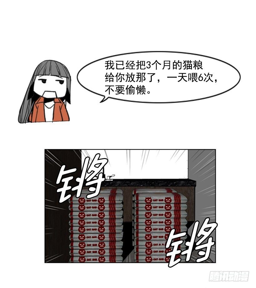 会说话的猫15
