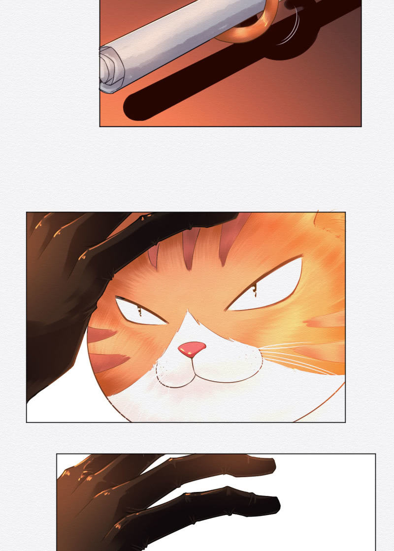橘猫21