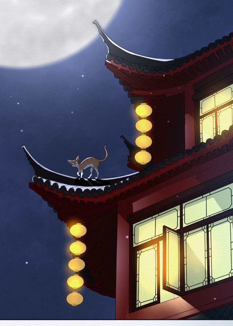 橘猫11