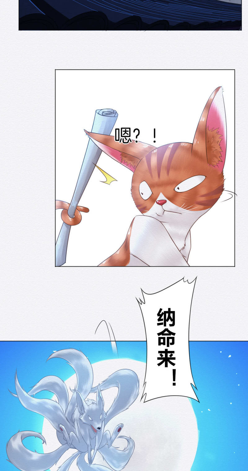 橘猫29