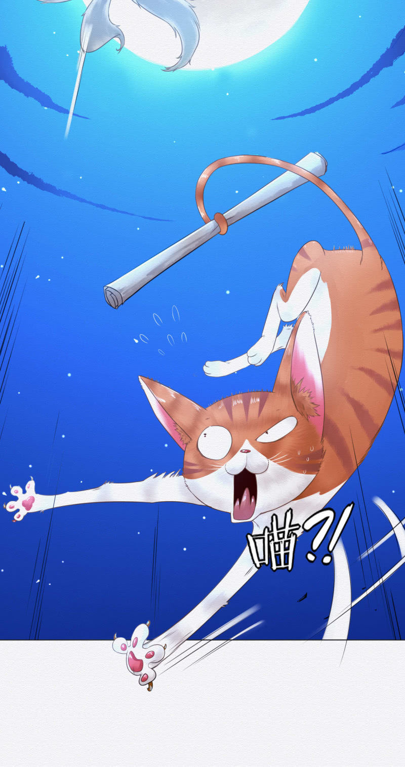 橘猫30