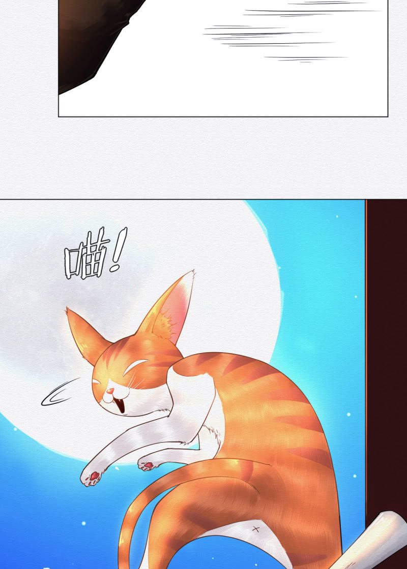 橘猫22