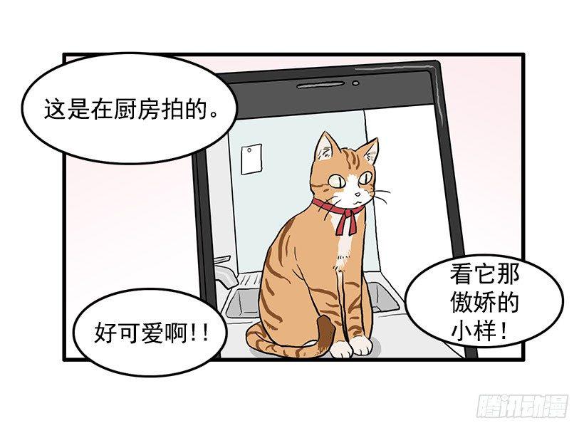 猫咪9
