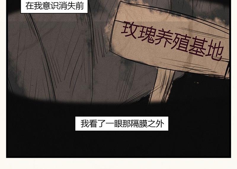 情人节：玫瑰恋人37