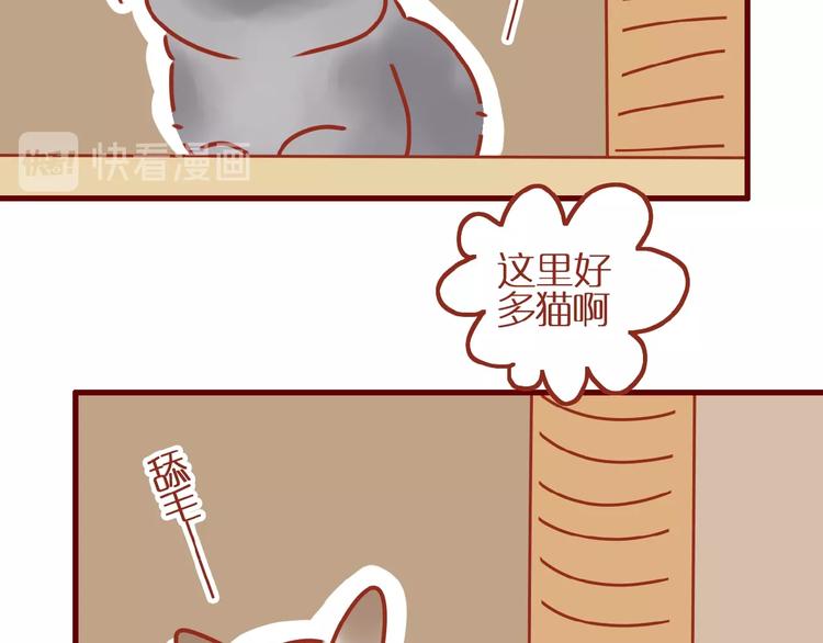第14话  又有新猫啦！33