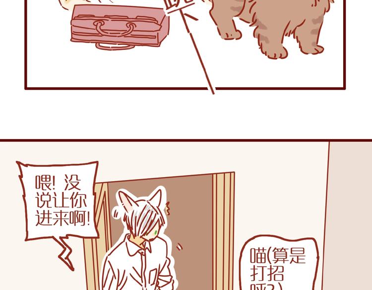 第8话 新猫旧猫12