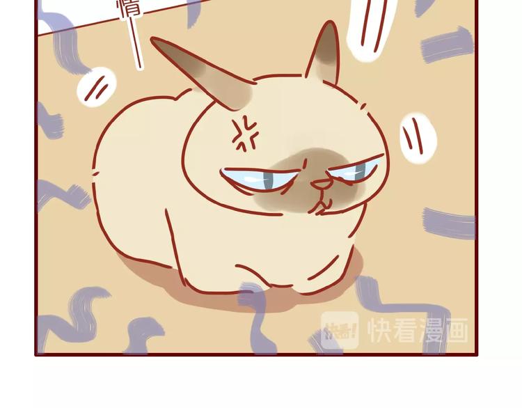 第14话  又有新猫啦！73