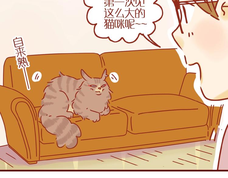 第8话 新猫旧猫16