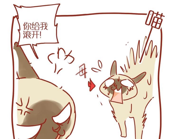 第14话  又有新猫啦！46
